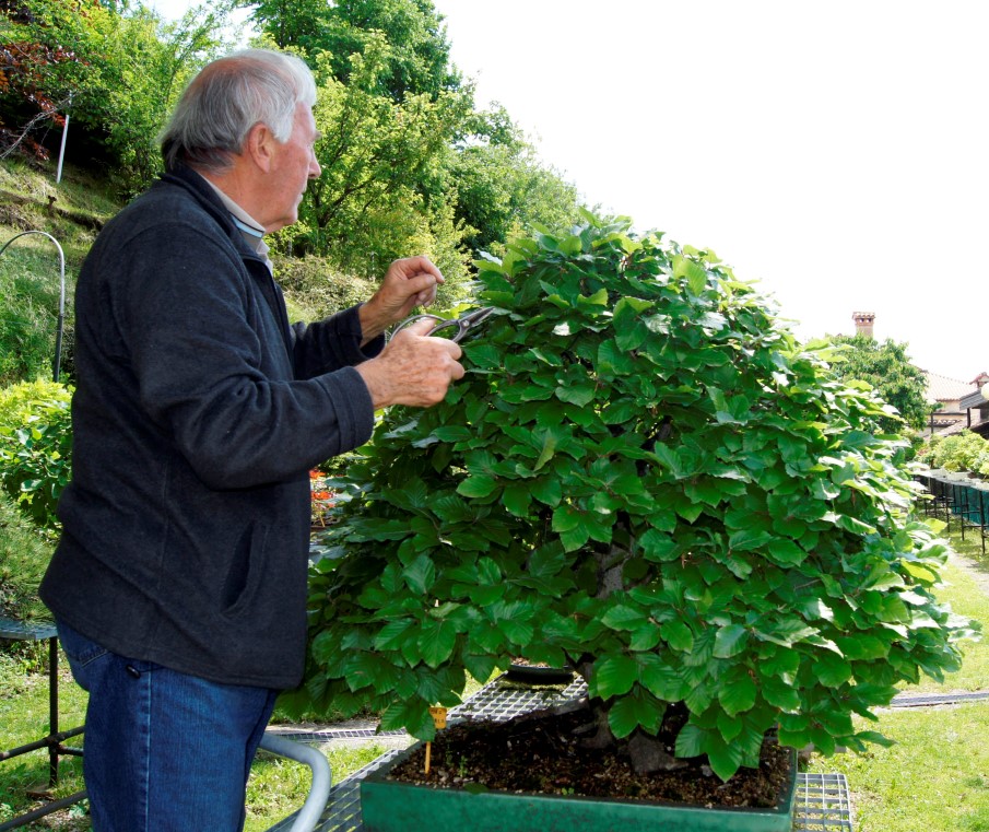 Messo a fuoco il giardiniere maschio che mette il filo sul ramo del bonsai  a formare la forma dell'albero mentre lavora in serra Foto stock - Alamy